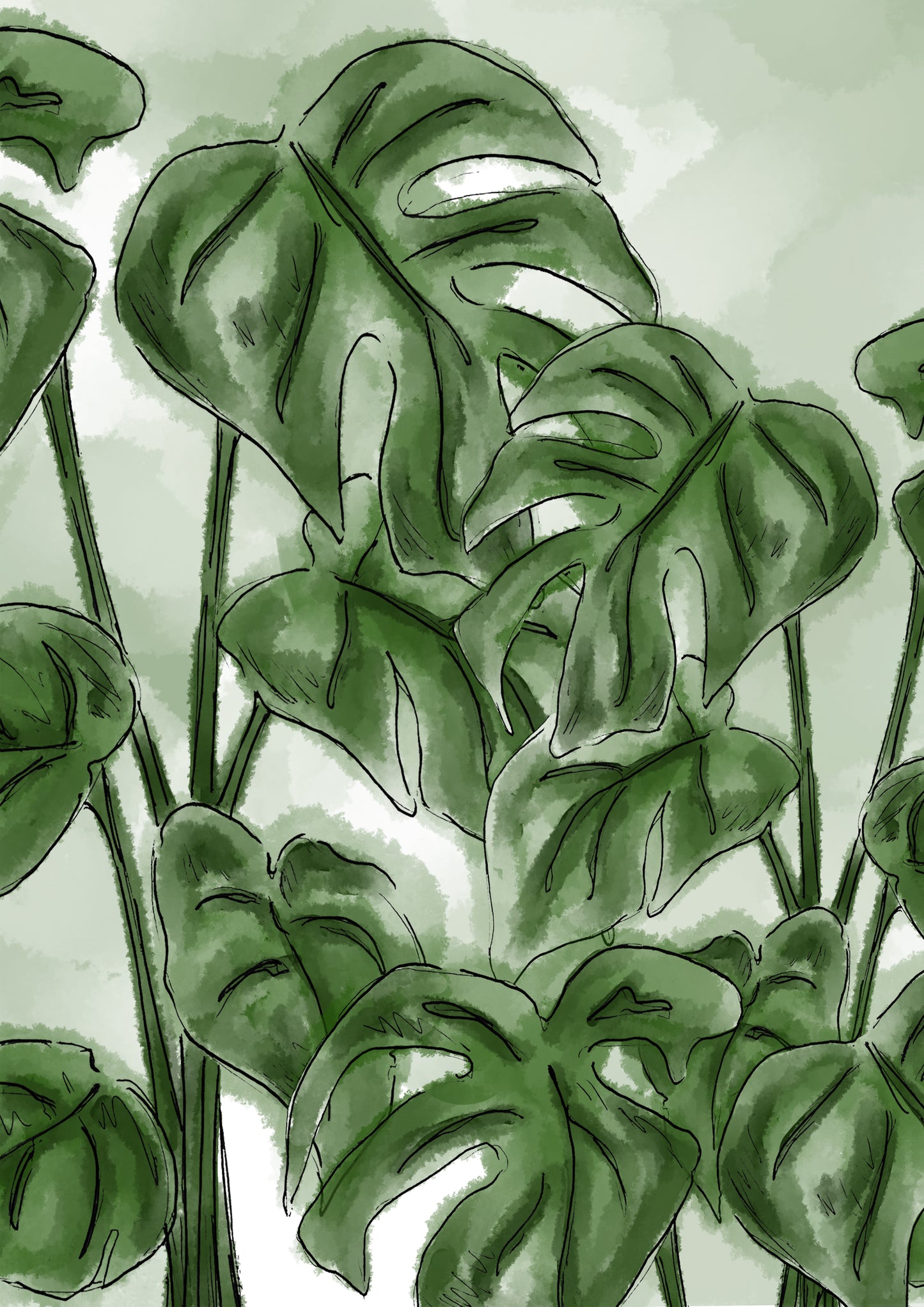 Cheese Plant